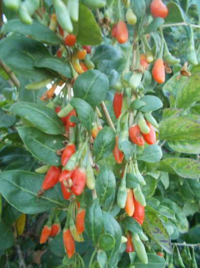 Goji - DE VANZARE SEMINTE LEGUME SI FRUCTE EXOTICE