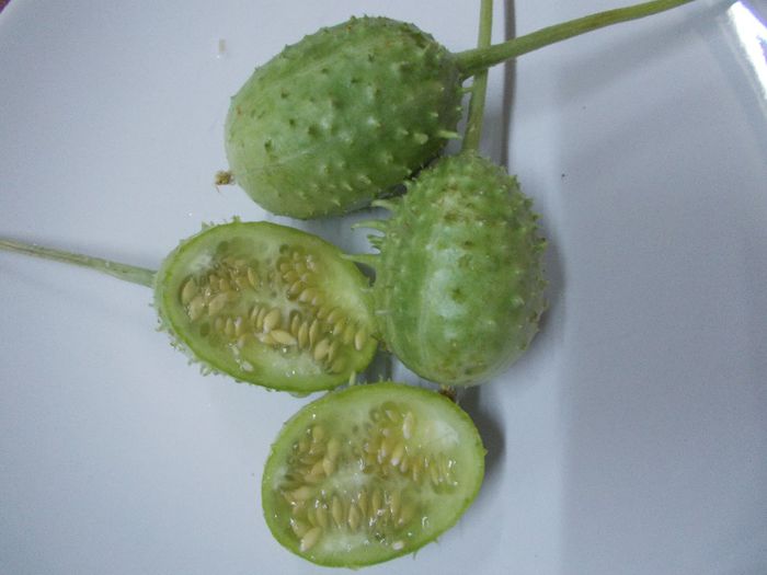 Cucumis anguria - DE VANZARE SEMINTE LEGUME SI FRUCTE EXOTICE