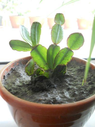 craciunita rosie..... - flori de interior 2013