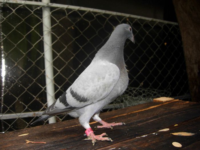 PUI DIN BULGAR 2009 - PUISORI 2013