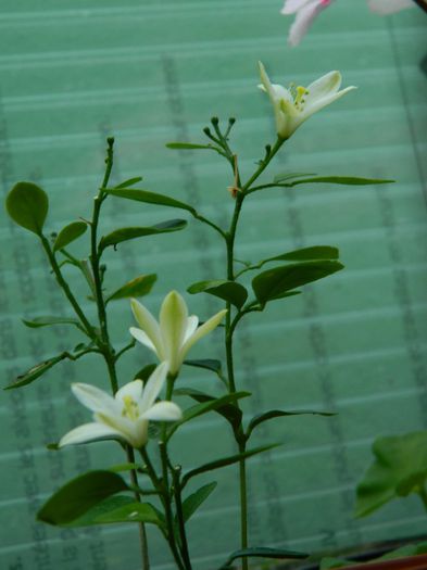 DSCN1141