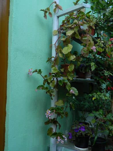 DSCN1146