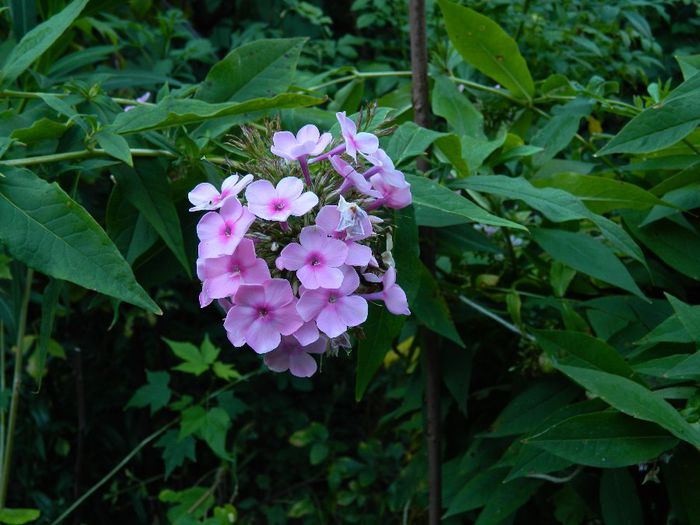 DSCN1156