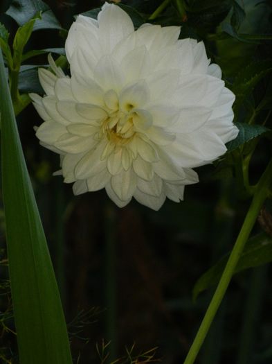 DSCN1175