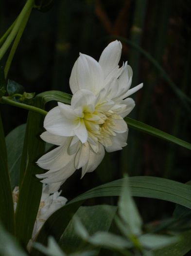 DSCN1176
