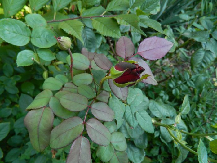 DSCN1197