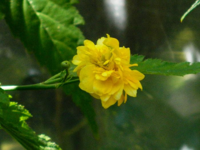 DSCN1240