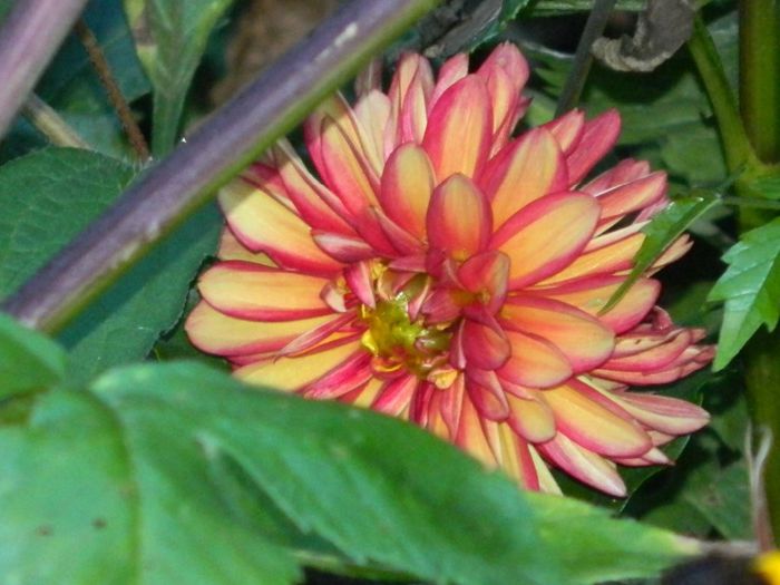 DSCN1299