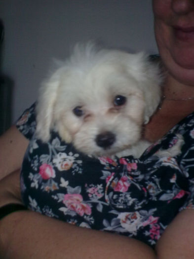 bichon maltese; baietel 2 luni
