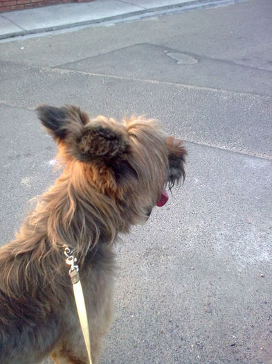 Ciobanesc de BRIE Brava; femela 3 ani
