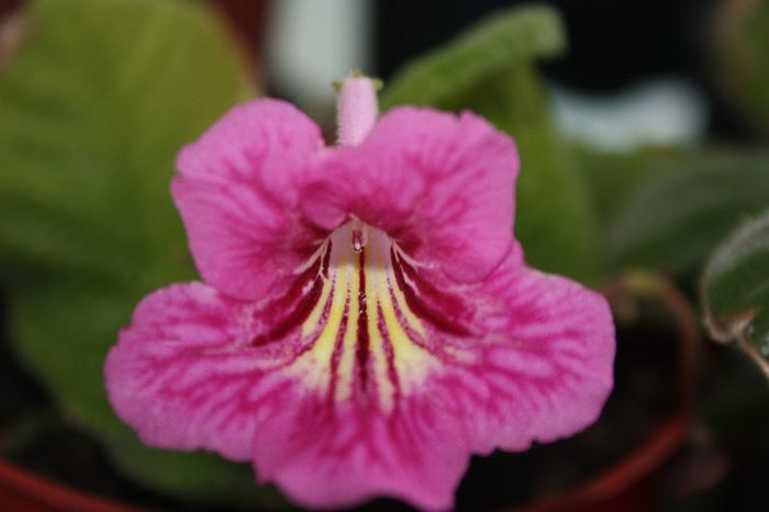 IMG_9876 - Septembrie 2013