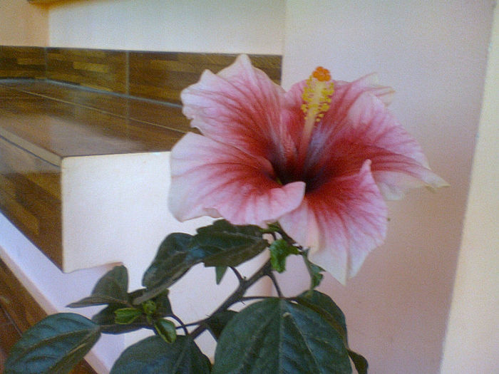 Fotografie0548 - Hibiscus 2013