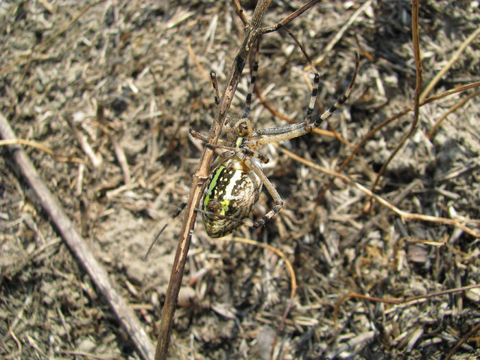 IMG_6652 - spiders si soparla