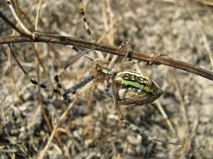 IMG_6656 - spiders si soparla