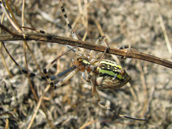 IMG_6659 - spiders si soparla