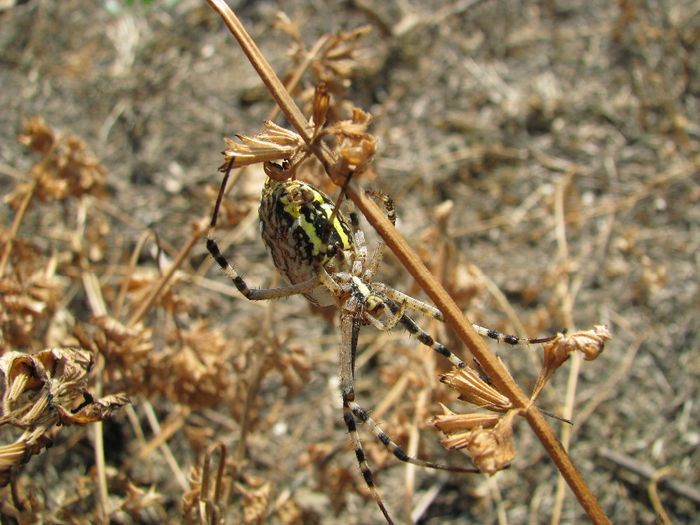 IMG_6663 - spiders si soparla