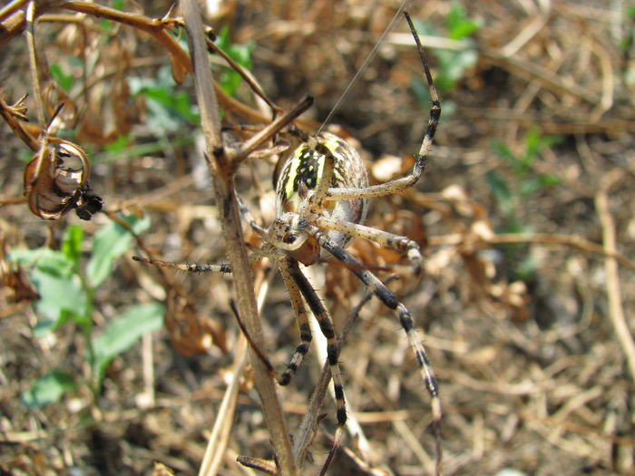 IMG_6672 - spiders si soparla