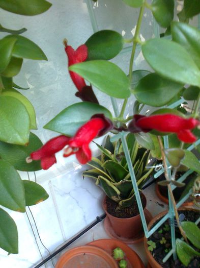 Aeschinanthus "Mona Lisa" - Septembrie 2013