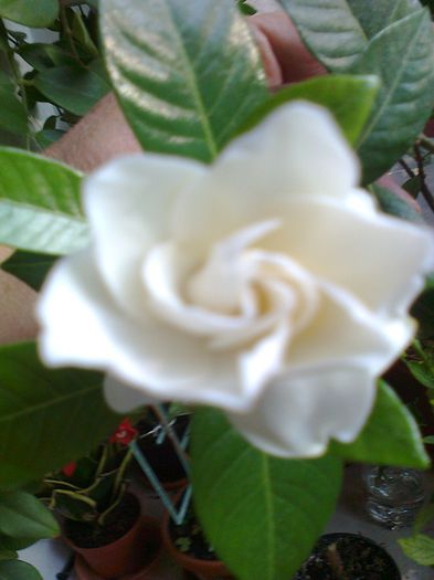 Gardenia - Septembrie 2013