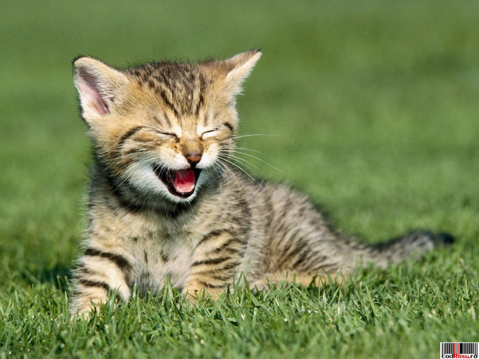 poze-animale-fericite_pisicuta-in-iarba