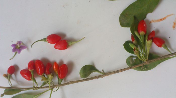 goji din gard - Goji Lycium Barbarum