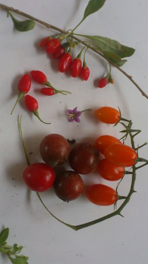 alaturi de rosii cherry - Goji Lycium Barbarum