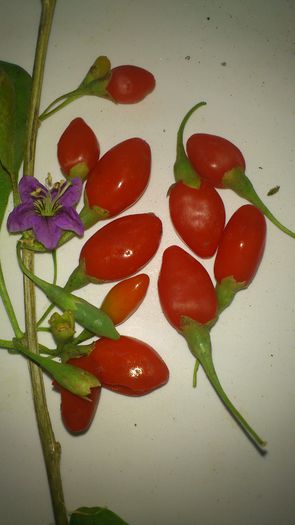 or fi varianta toxica? - Goji Lycium Barbarum