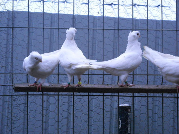 Picture 050 - de prin voliera