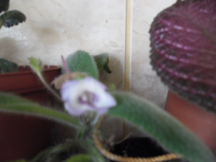 Fimbriata Blue Heaven