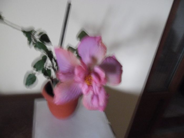 Exotic Lavander Lady