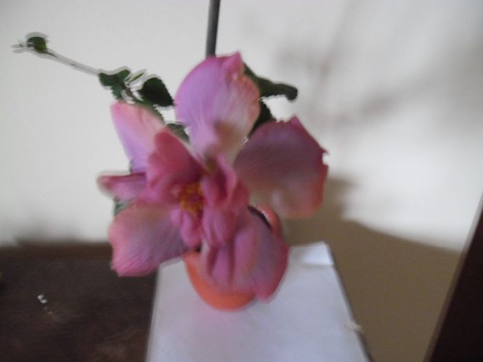 Exotic Lavander Lady