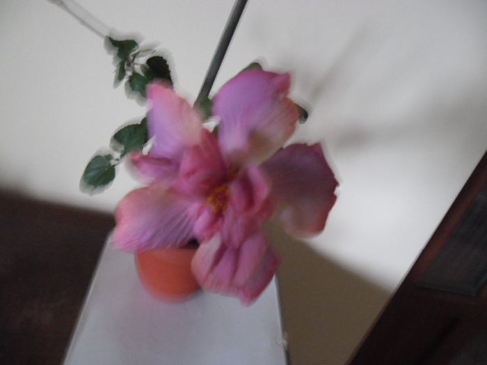 Exotic Lavander Lady