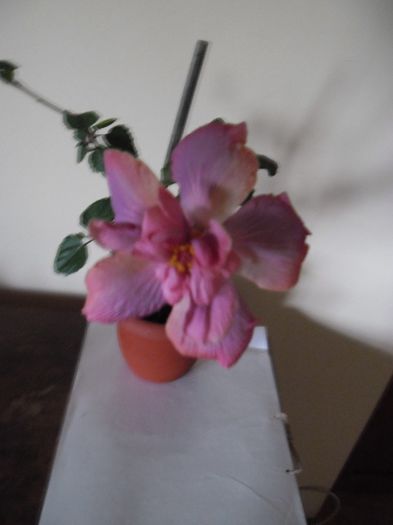 Exotic Lavander Lady