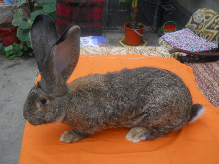 RO 3 LG13 (M1); 7luni-8,100kg,urechi 22cm
