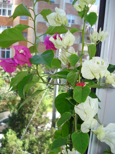 DSC06569 - BOUGAINVILLEA