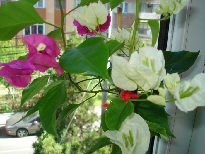 DSC06576 - BOUGAINVILLEA