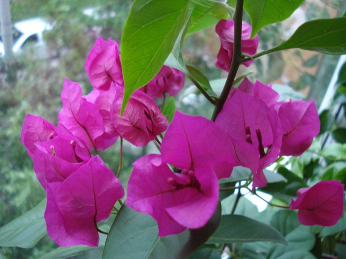 Cyclam - BOUGAINVILLEA