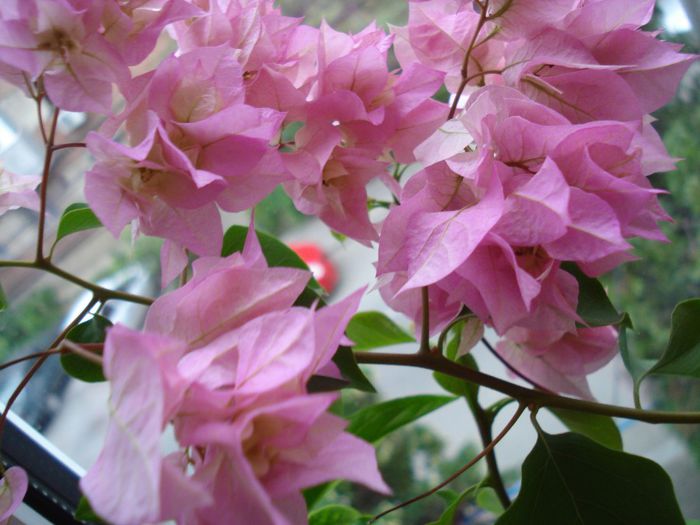 Pagoda Pink - BOUGAINVILLEA