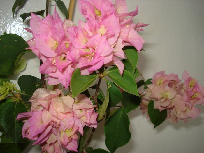 Pagoda Pink - BOUGAINVILLEA