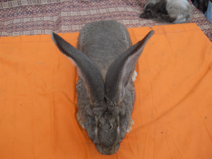 RO 27 LG43(F1); 4luni-5,600kg,blana deosebita!!
