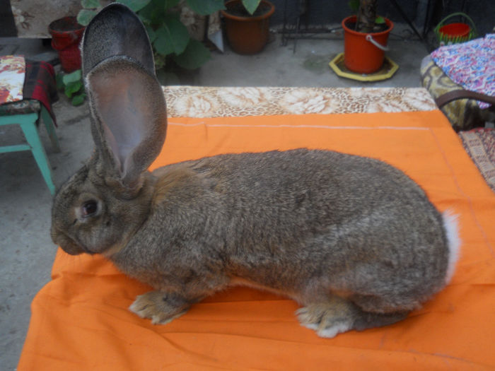 RO 27 LG43(F1); 4luni-5,600kg,blana deosebita!!
