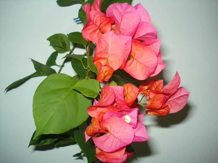 Corai - BOUGAINVILLEA