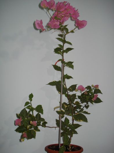 Bengal Orange - BOUGAINVILLEA