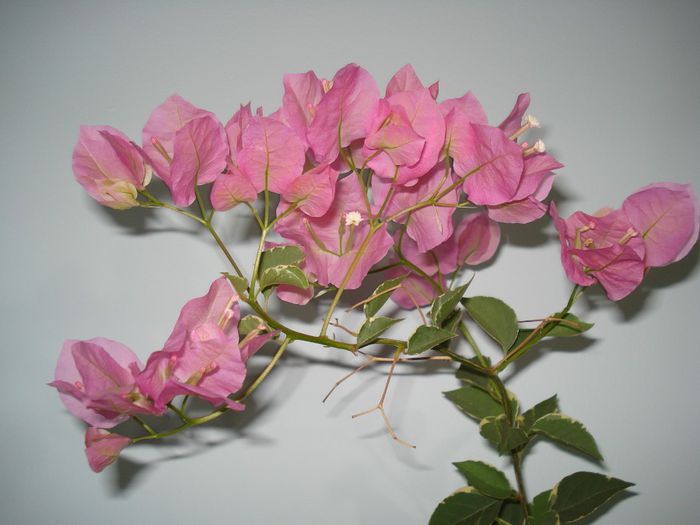 Bengal Orange - BOUGAINVILLEA