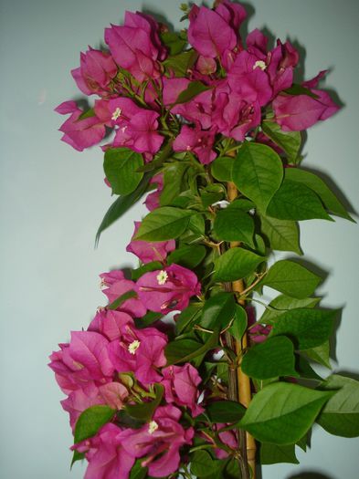 Cyclam - BOUGAINVILLEA
