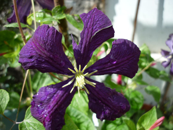 incomparabila dimensiunea florilor de acum cu primele - Clematis