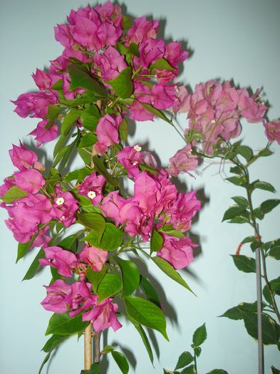 DSC09322 - BOUGAINVILLEA