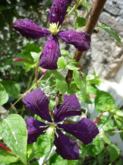 Etoile Violette - Clematis