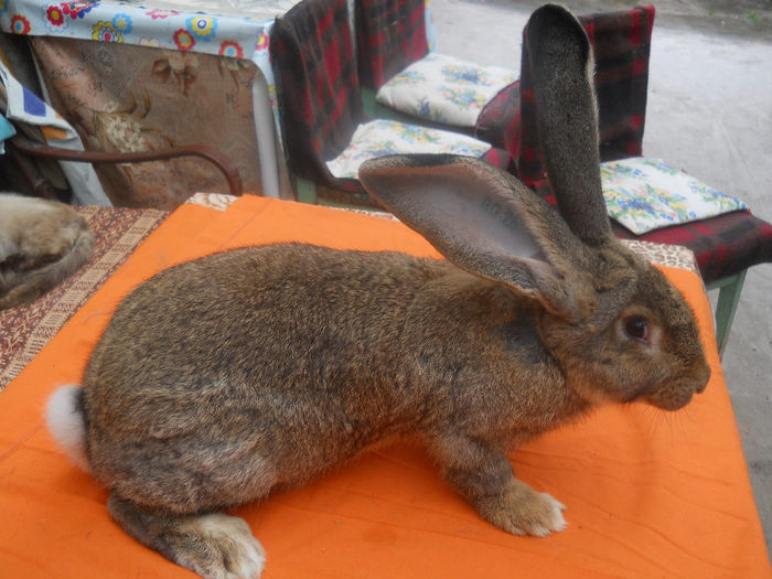 RO 26 LG43(M2); 4 luni-5,900kg
