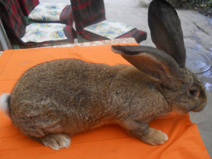 RO 26 LG43(M2); 4 luni-5,900kg
